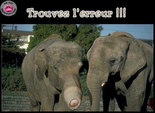 erreurelephant.jpg