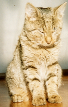 merlin01.jpg
