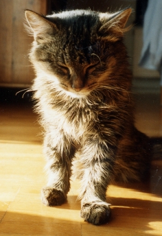 elvis01.jpg