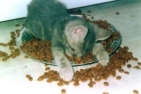 satte_katze.jpg