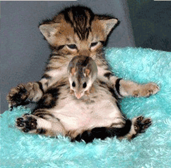 pic29148.gif